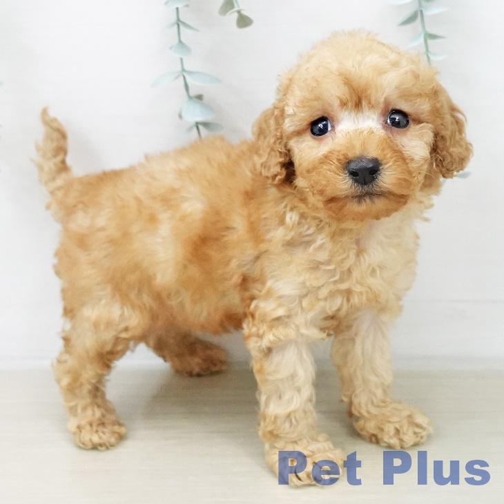 トイ・プードルの写真2