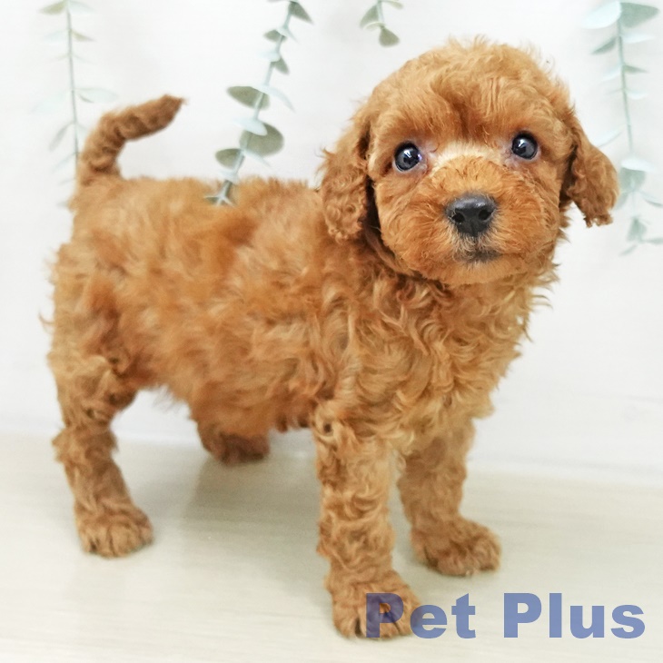 トイ・プードルの写真2