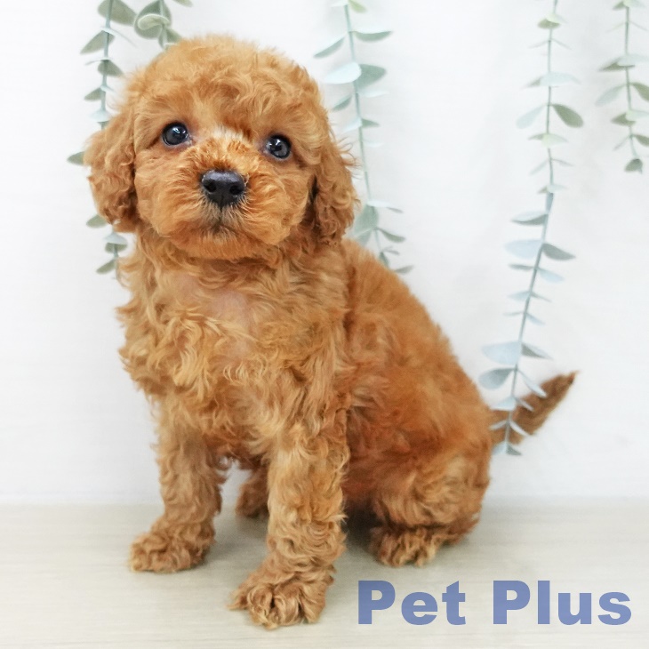 トイ・プードル