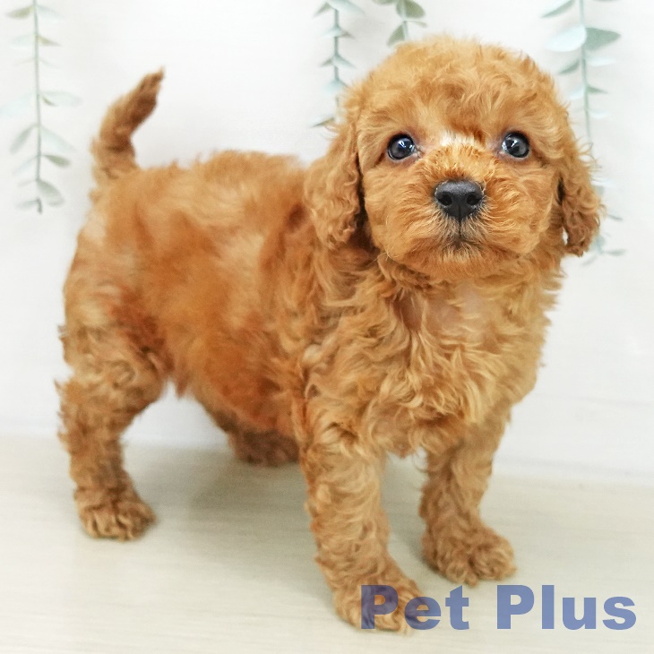 トイ・プードルの写真2