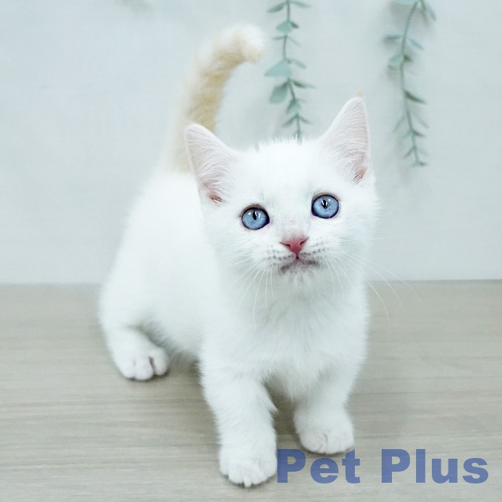 マンチカンの写真2