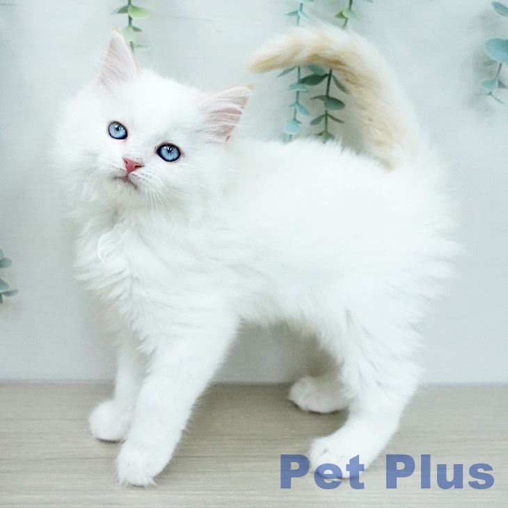 マンチカンの写真2