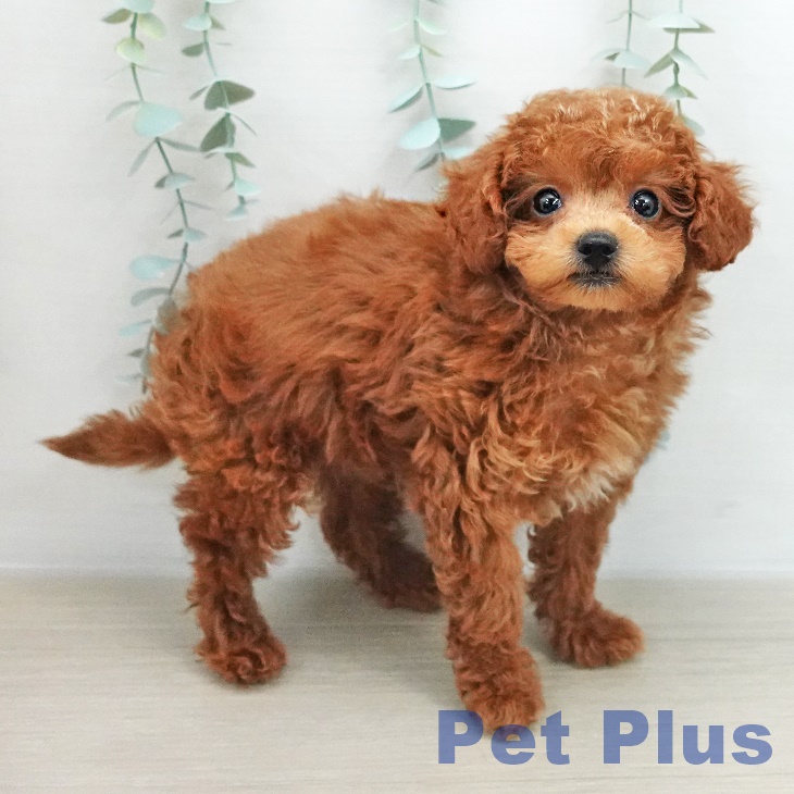 トイ・プードル