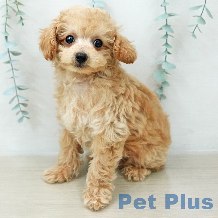 トイ・プードル