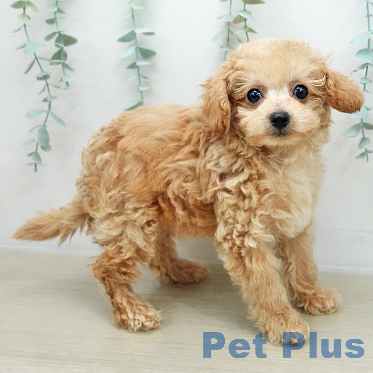 トイ・プードルの写真2