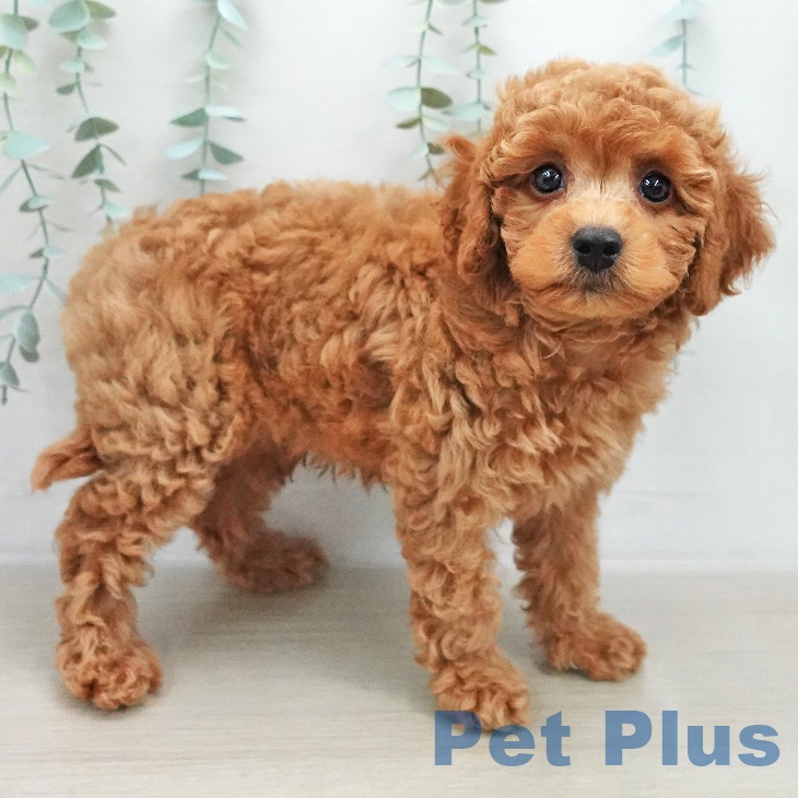 トイ・プードルの写真2