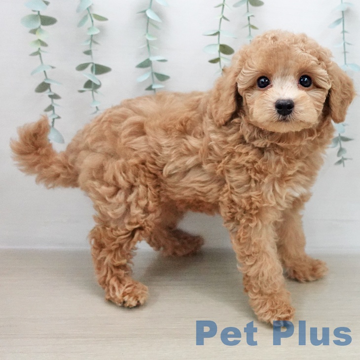 トイ・プードルの写真2