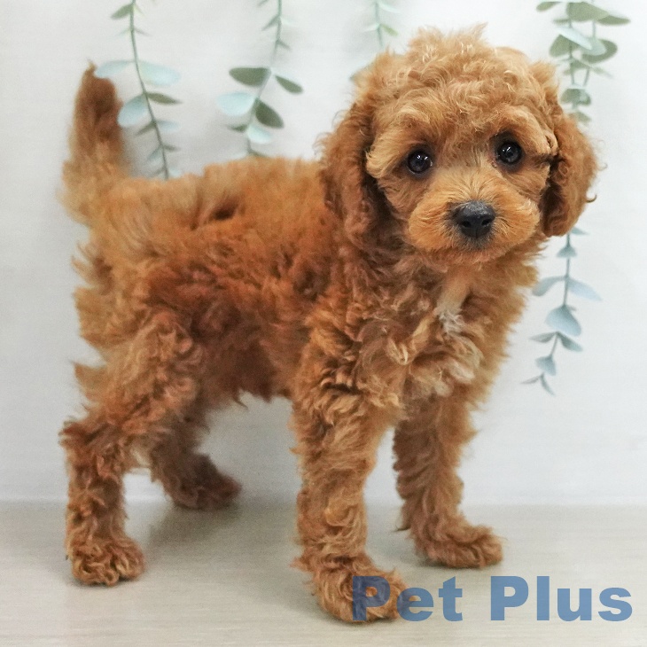 トイ・プードルの写真2