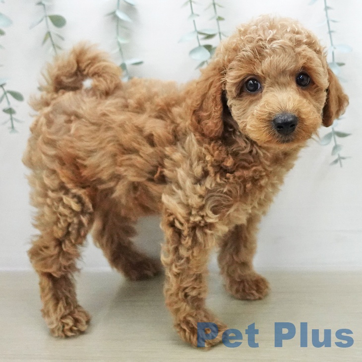 トイ・プードルの写真2