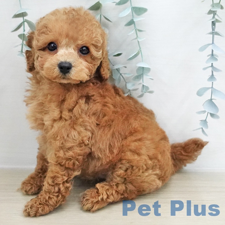 トイ・プードルの写真2