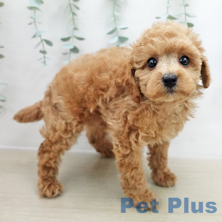 トイ・プードル