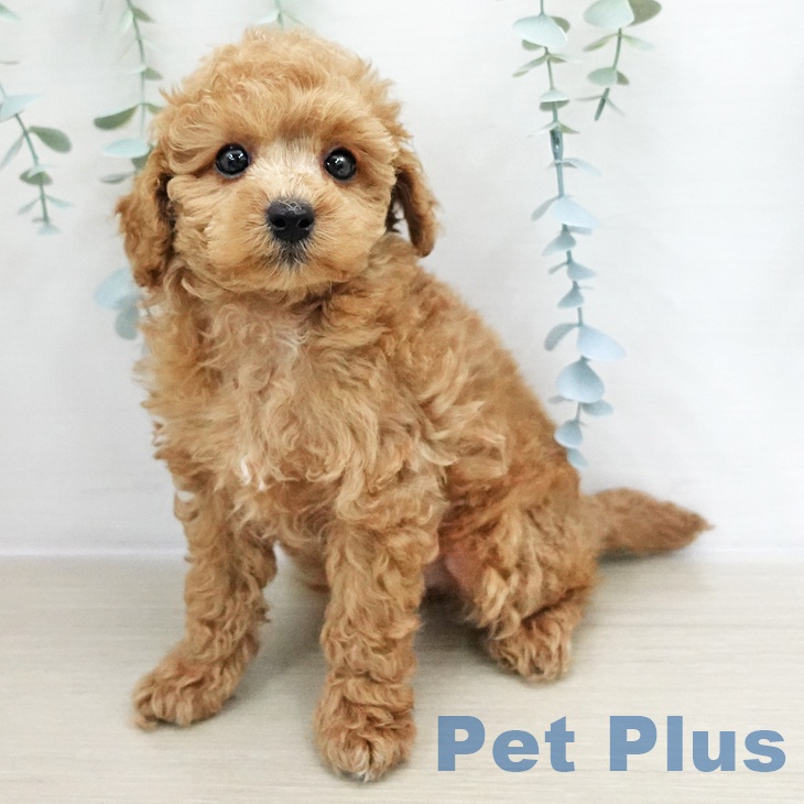 トイ・プードルの写真2