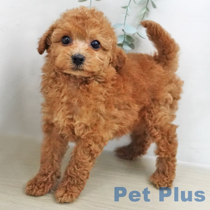 トイ・プードルの写真2