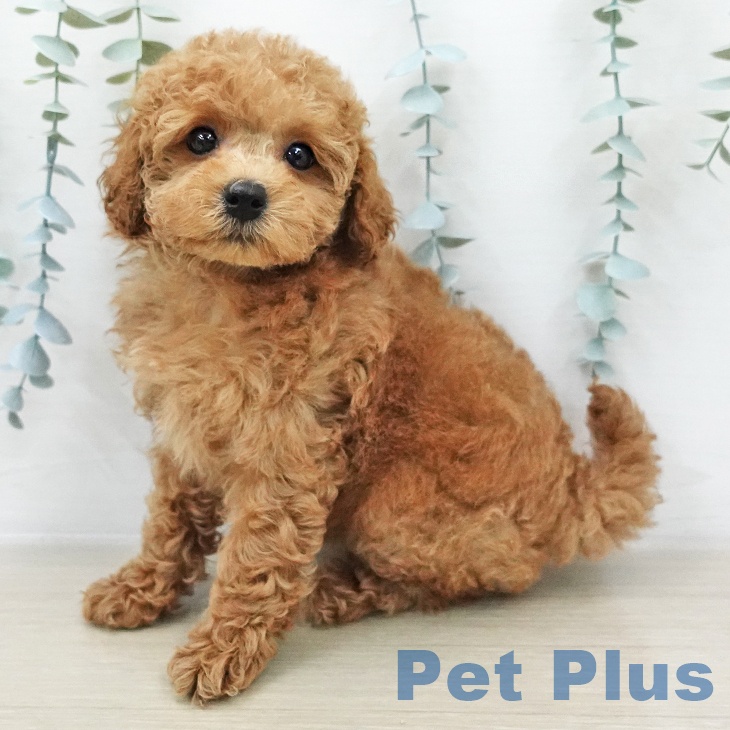 トイ・プードル