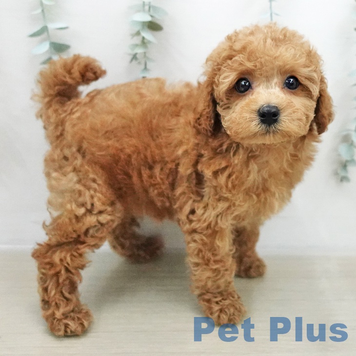 トイ・プードルの写真2