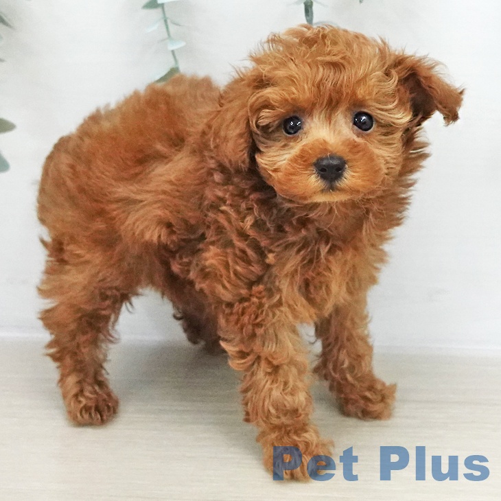 トイ・プードル