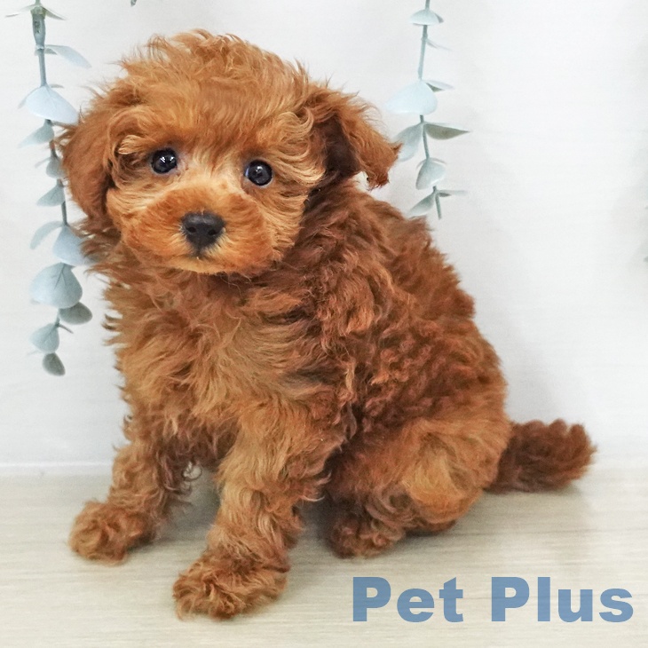 トイ・プードルの写真2