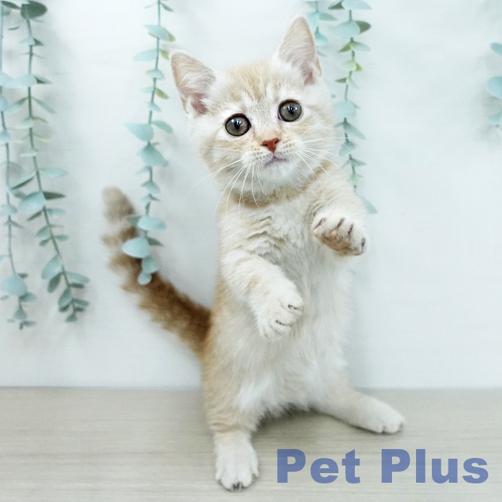 マンチカンの写真2