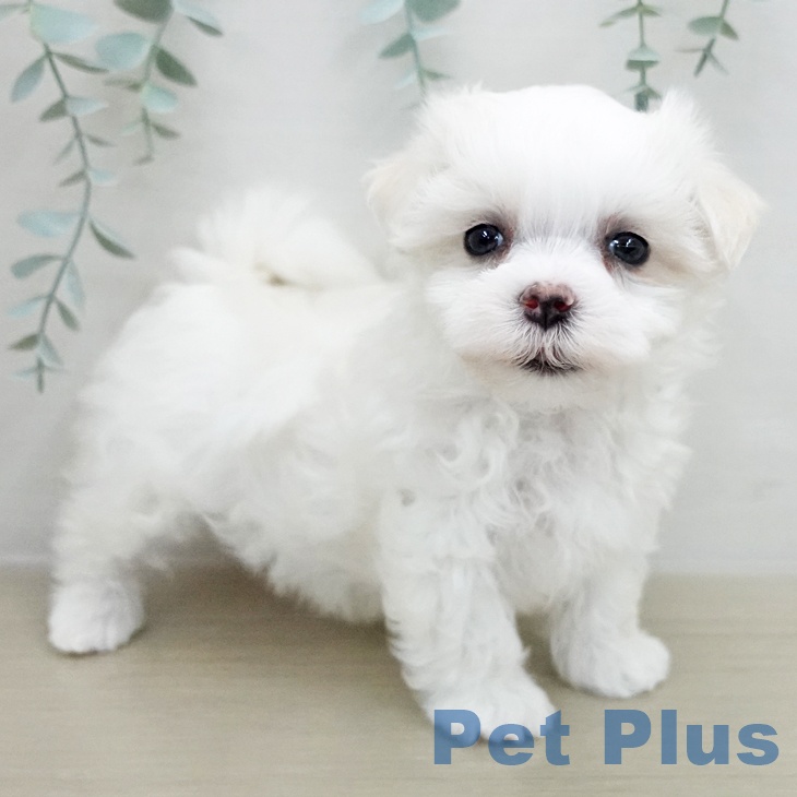 マルチーズの写真2