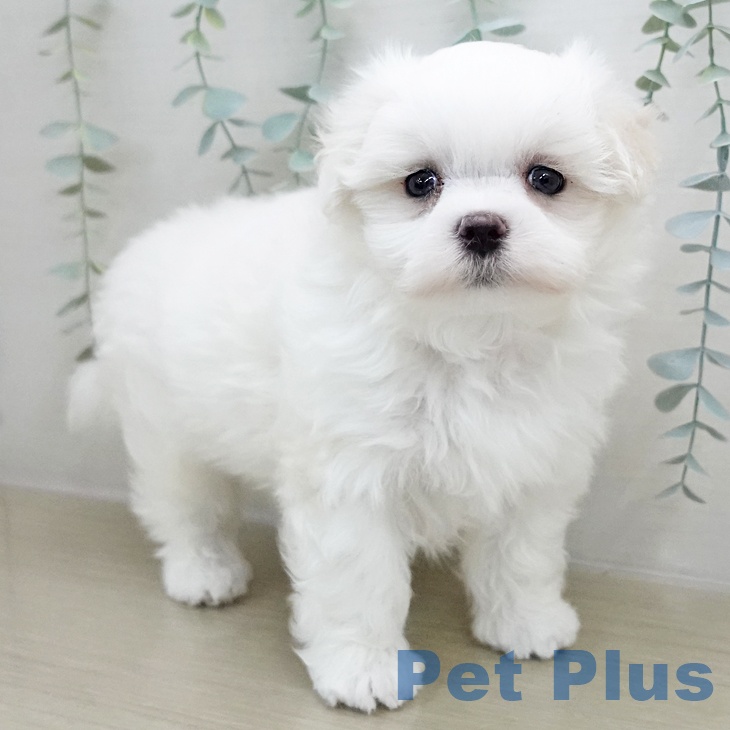 マルチーズの写真2