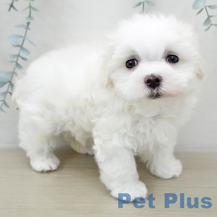 マルチーズの写真2