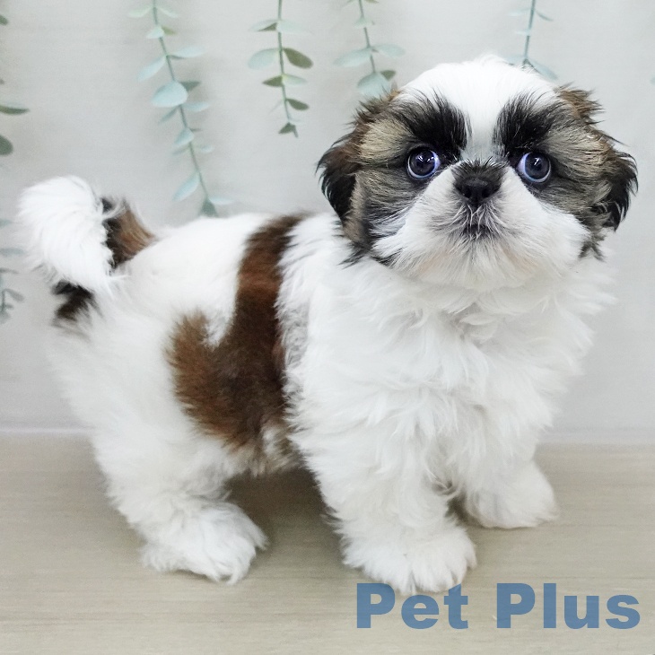 シー・ズーの写真2