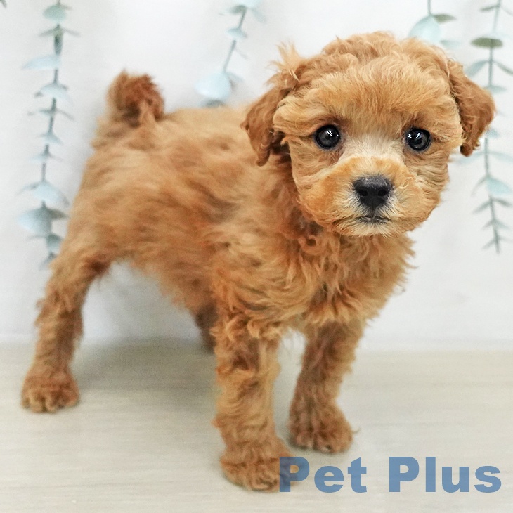 トイ・プードルの写真2