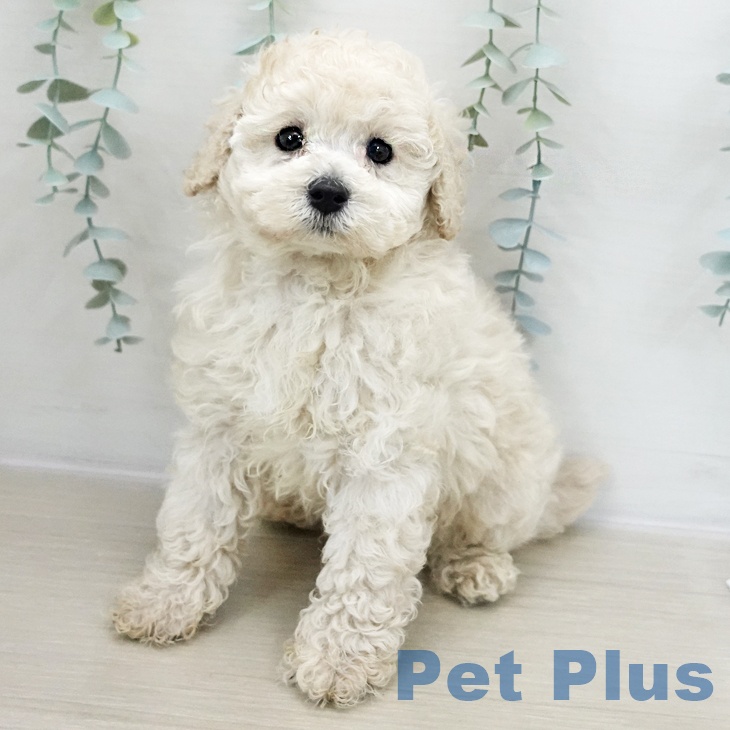 トイ・プードル