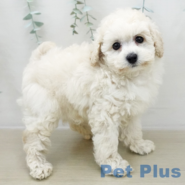 トイ・プードル