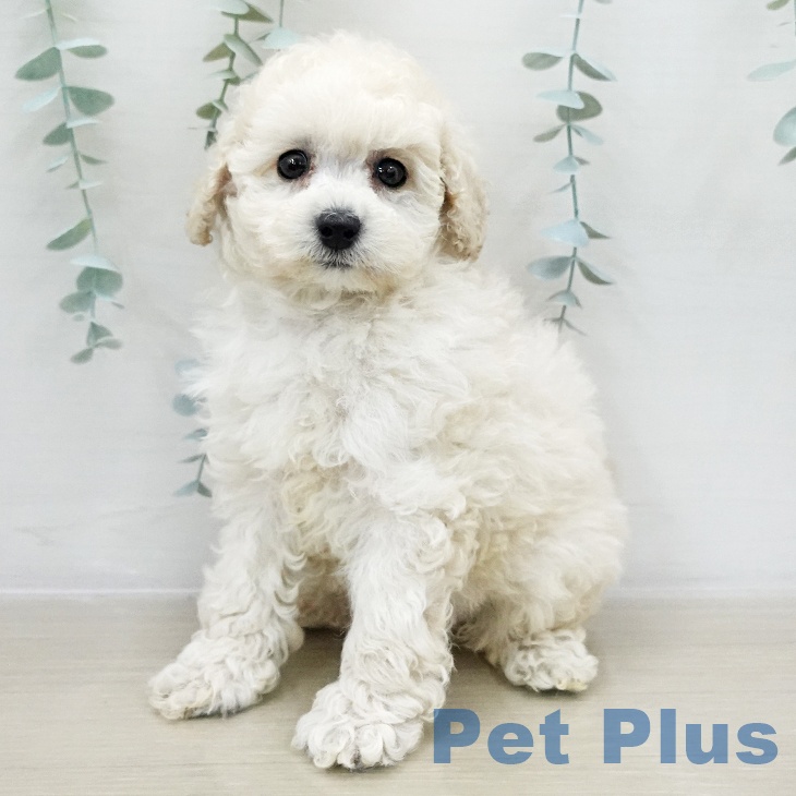 トイ・プードルの写真2