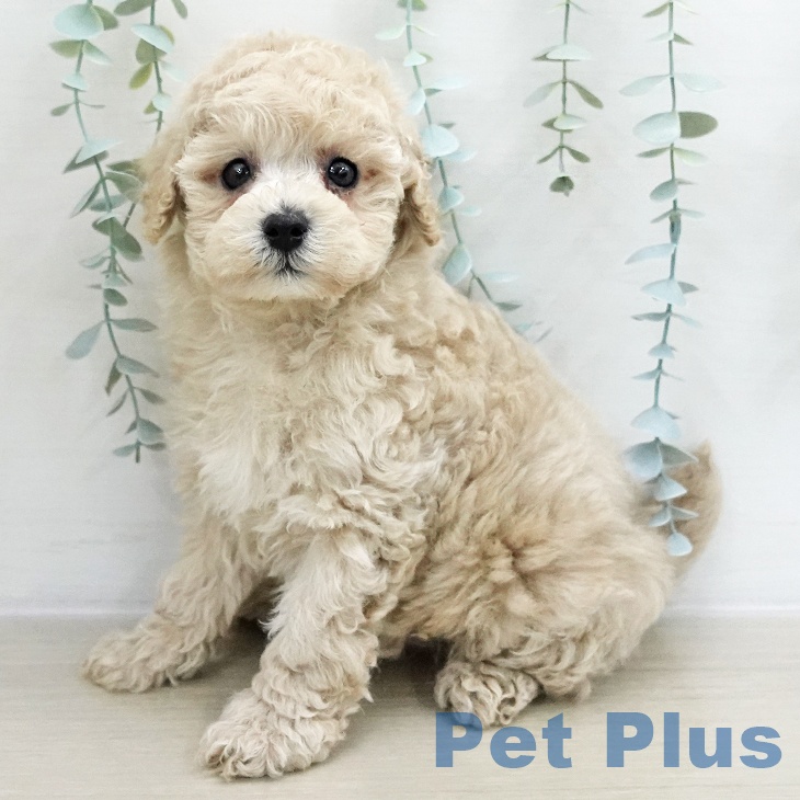 トイ・プードル