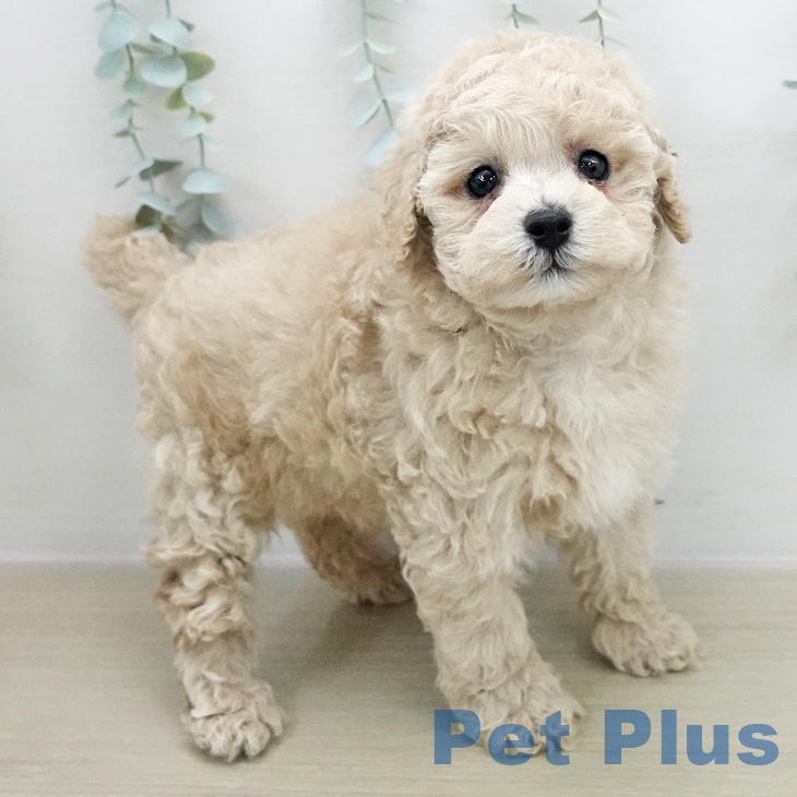トイ・プードルの写真2