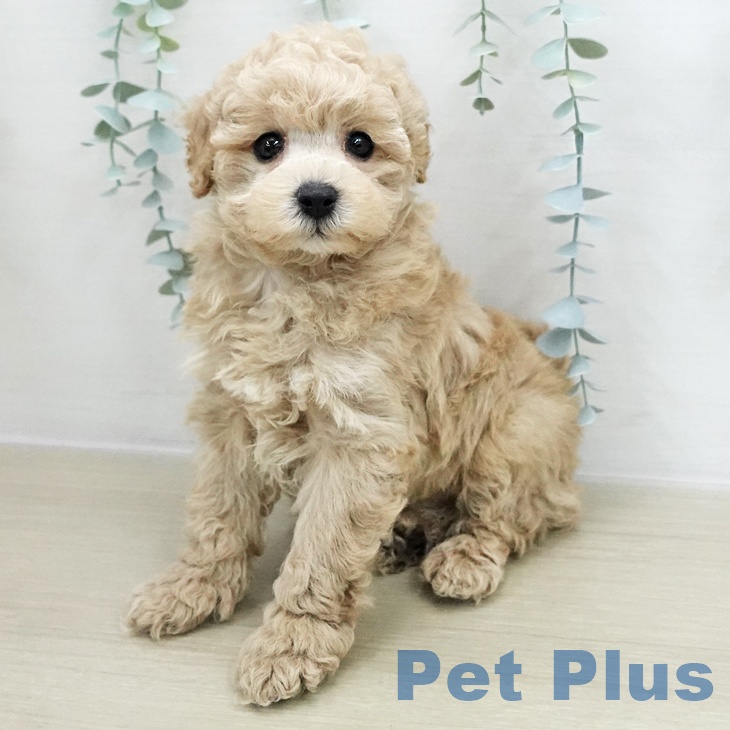 トイ・プードル