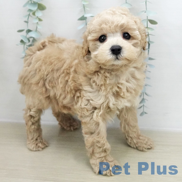 トイ・プードルの写真2