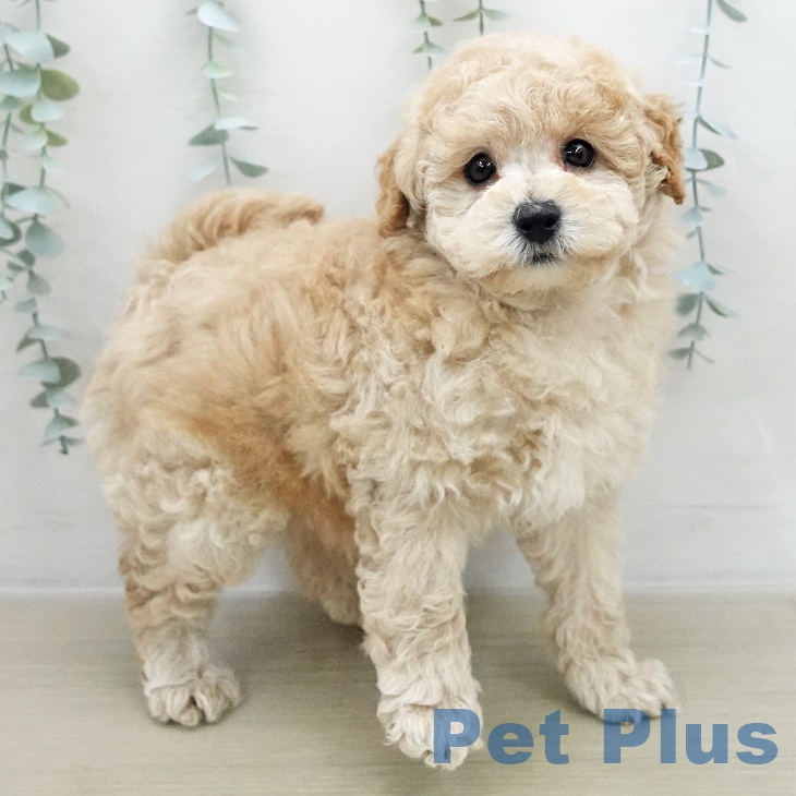 トイ・プードル