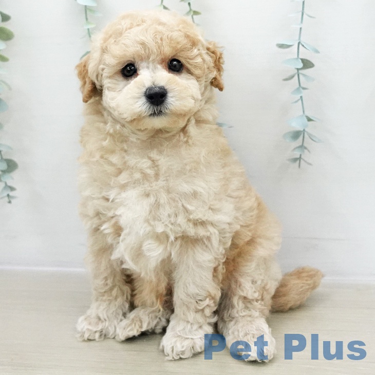 トイ・プードルの写真2