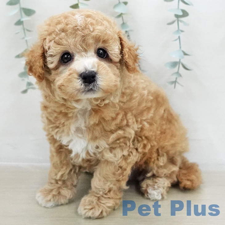 トイ・プードル