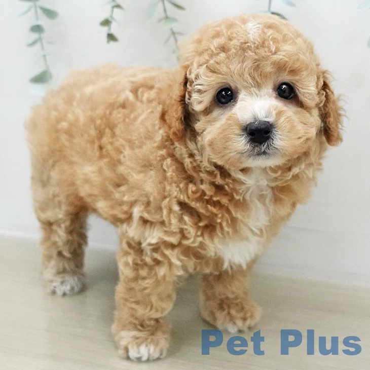 トイ・プードルの写真2