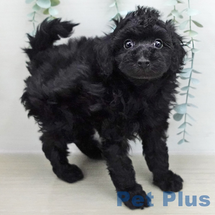 トイ・プードル