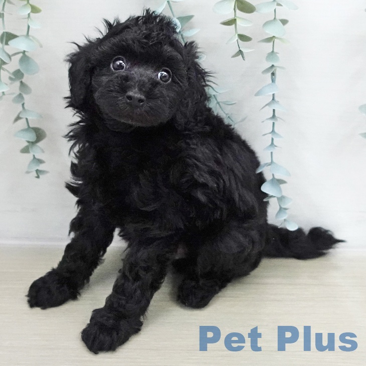 トイ・プードルの写真2