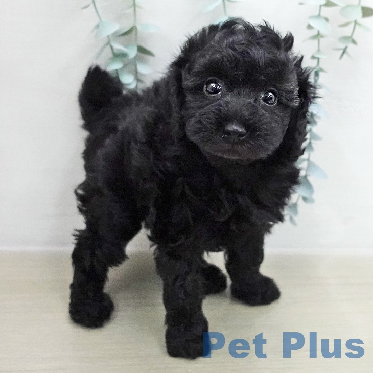 トイ・プードルの写真2