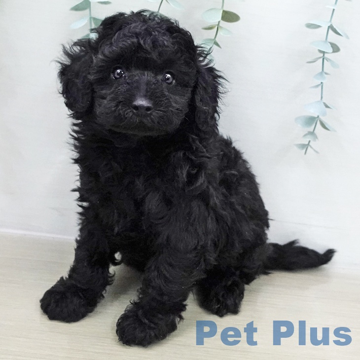 トイ・プードル