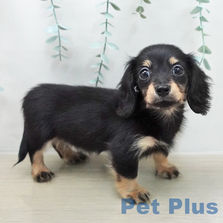 カニーンヘン・ダックスフンド