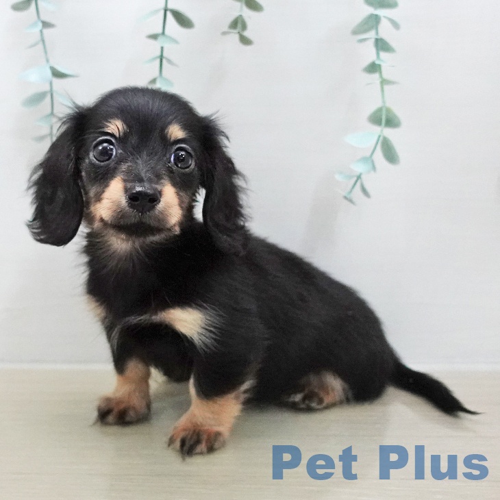 カニーンヘン・ダックスフンドの写真2