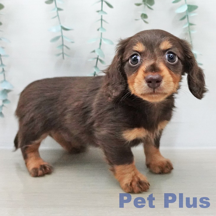 ミニチュア・ダックスフンドの写真2