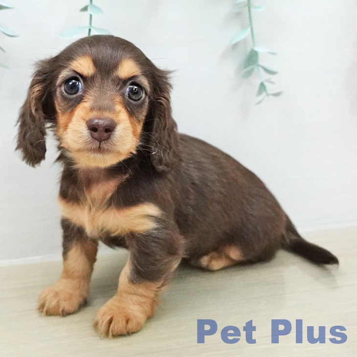 ミニチュア・ダックスフンド