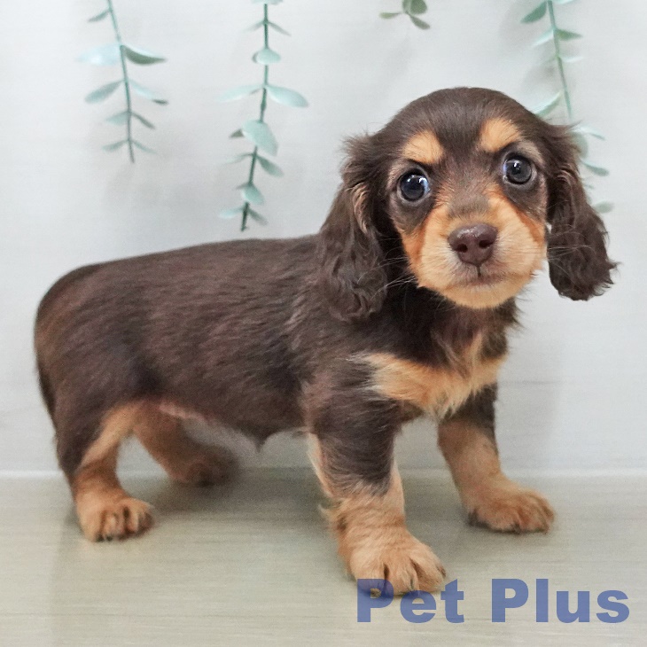 ミニチュア・ダックスフンドの写真2