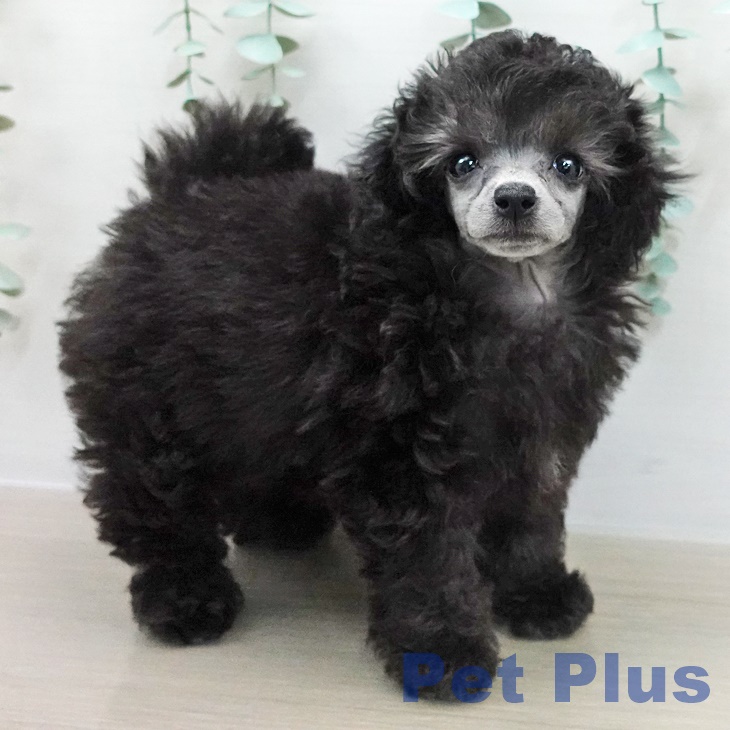 トイ・プードル