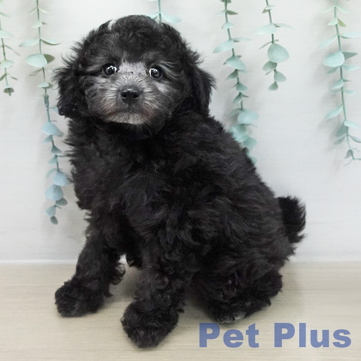 トイ・プードル