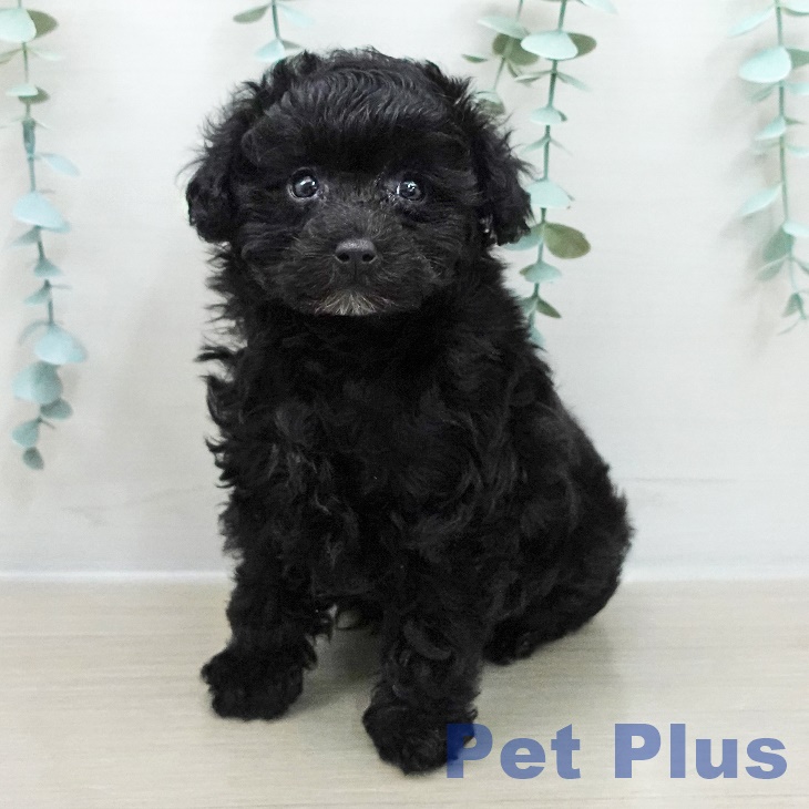 トイ・プードルの写真2